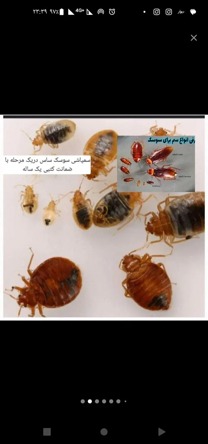 سم سوسک المانی|لوازم نظافت|اهواز, زیتون کارمندی|دیوار