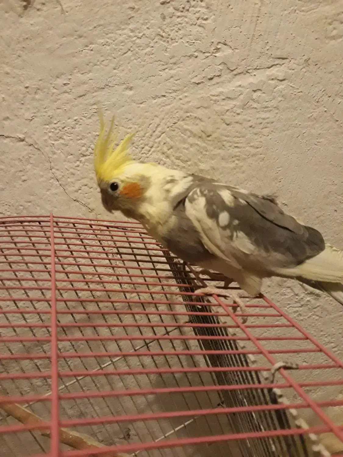 طوطی عروس هلندی مرواریدی|پرنده|اندیشه, اندیشه فاز ۴|دیوار