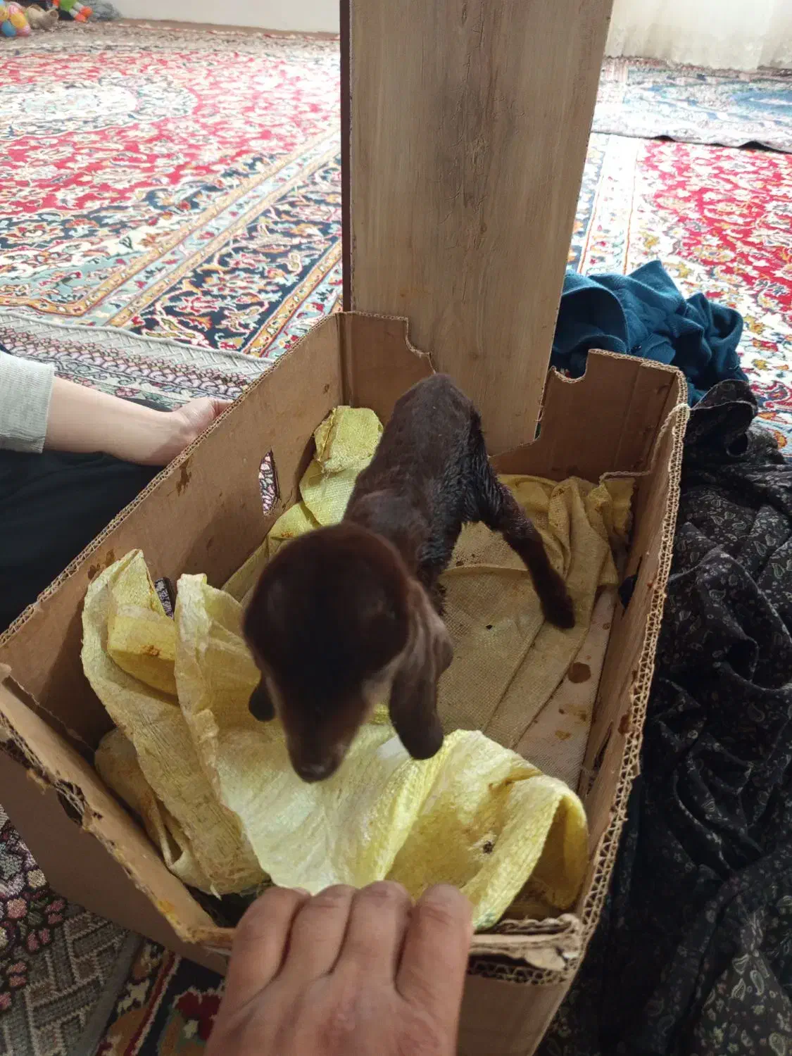 بزقاله نره|حیوانات مزرعه|تربت جام, میان جام|دیوار