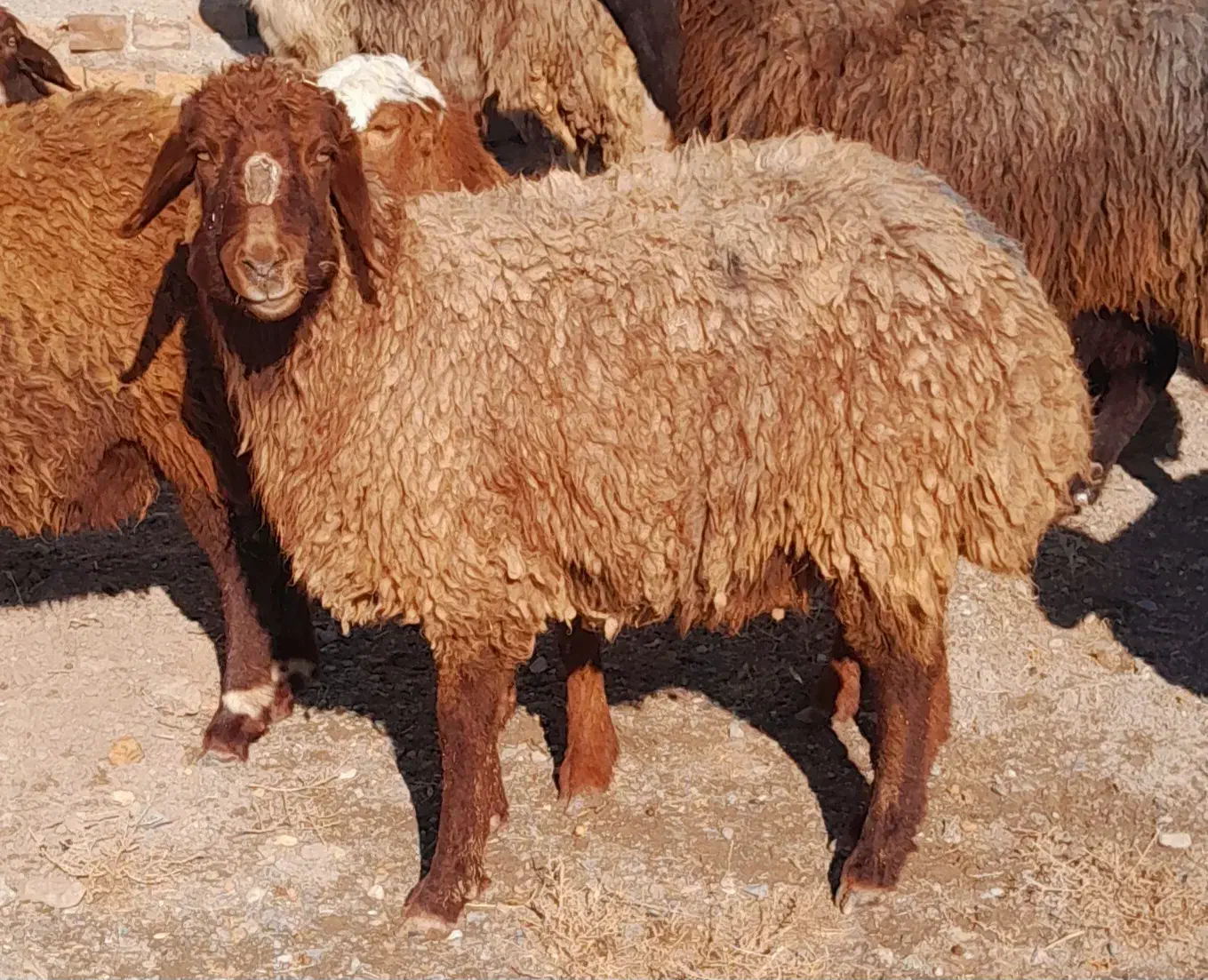 بره|حیوانات مزرعه|قلندر آباد, |دیوار