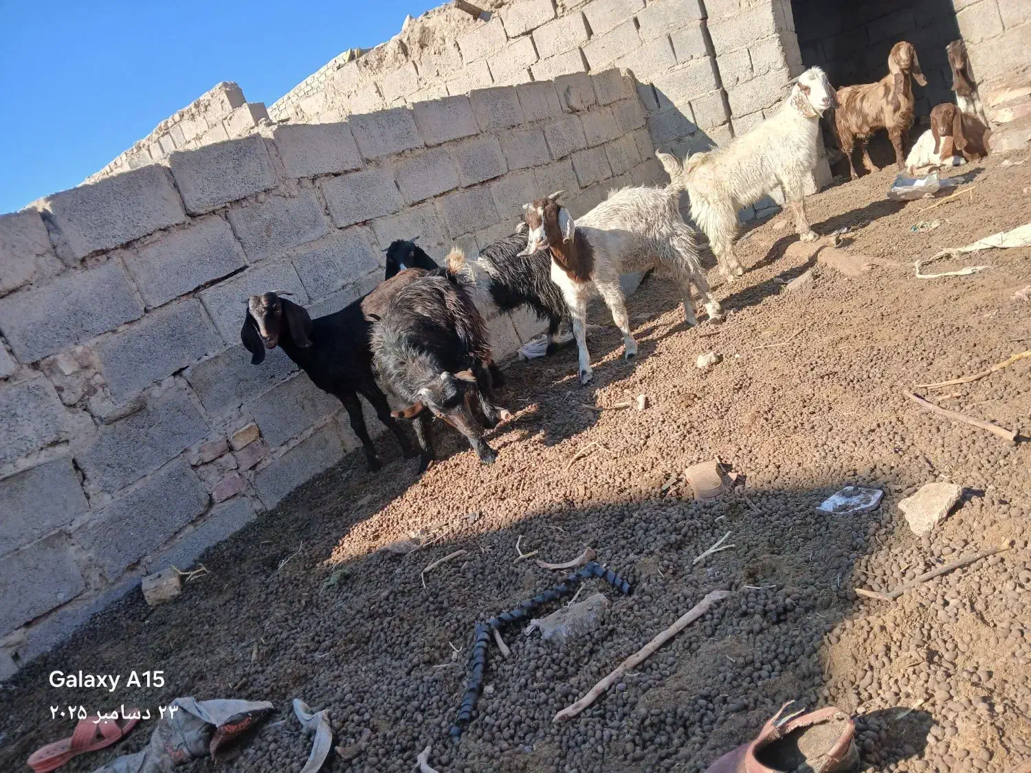 بزغاله|حیوانات مزرعه|هیرمند, |دیوار