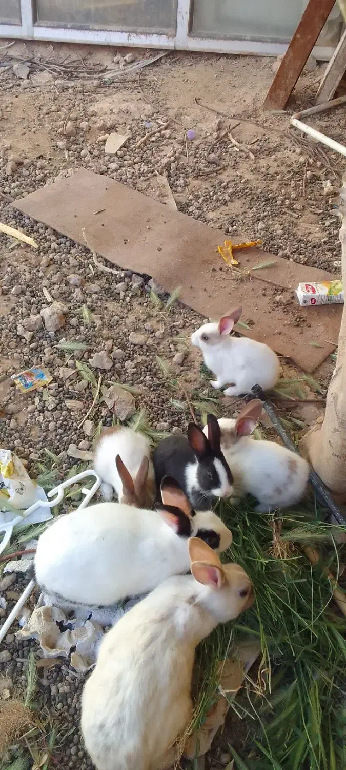 بچه خرگوش|موش و خرگوش|اردکان, |دیوار