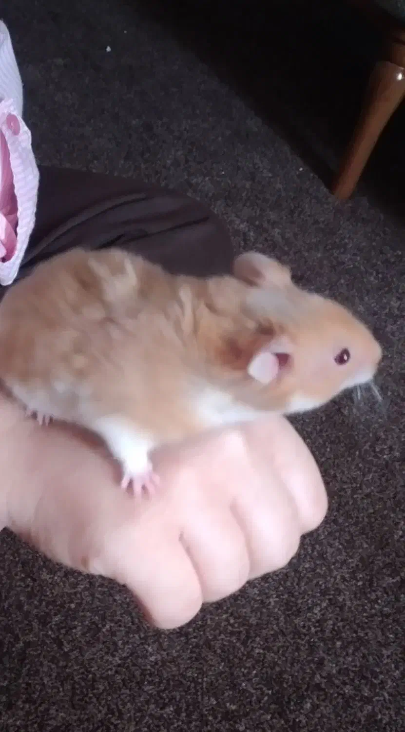 همستر|موش و خرگوش|بوشهر, |دیوار