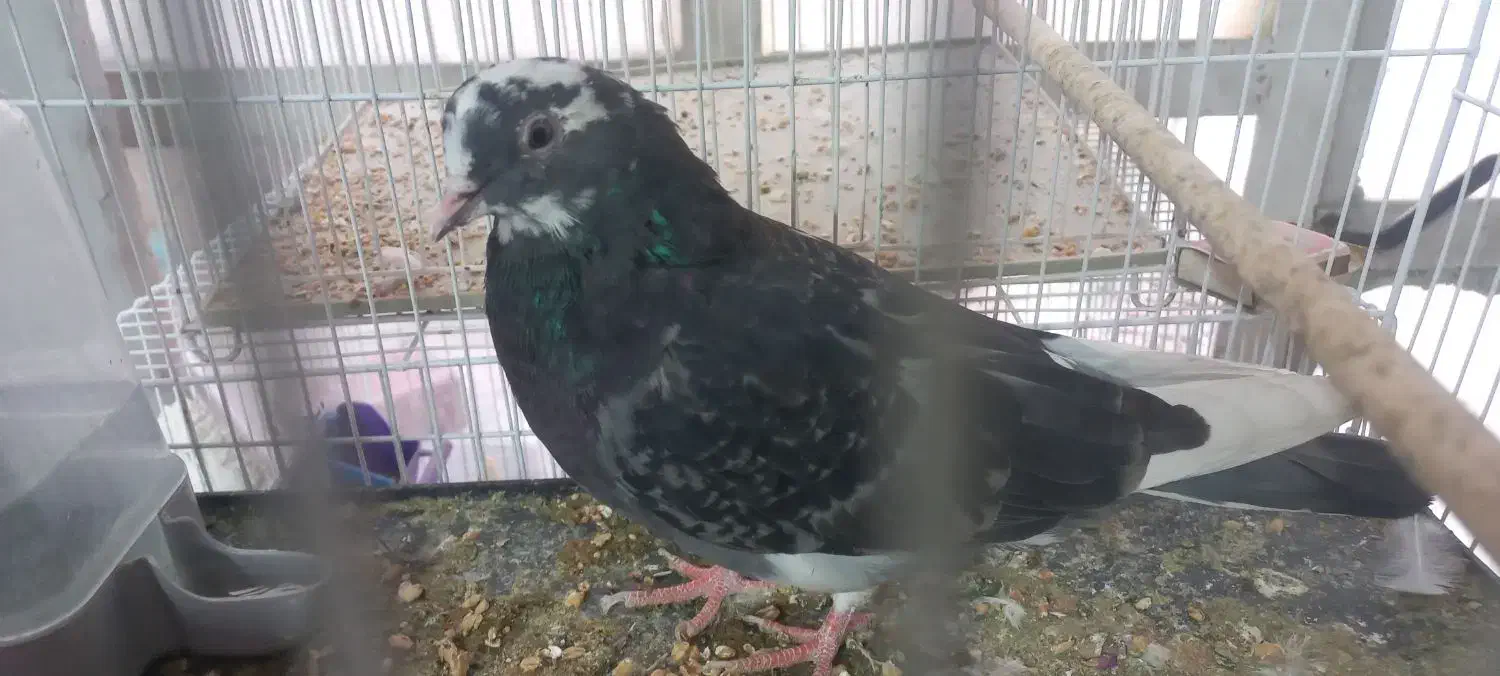 کفتر غریب گیری|پرنده|تهران, افسریه جنوبی|دیوار