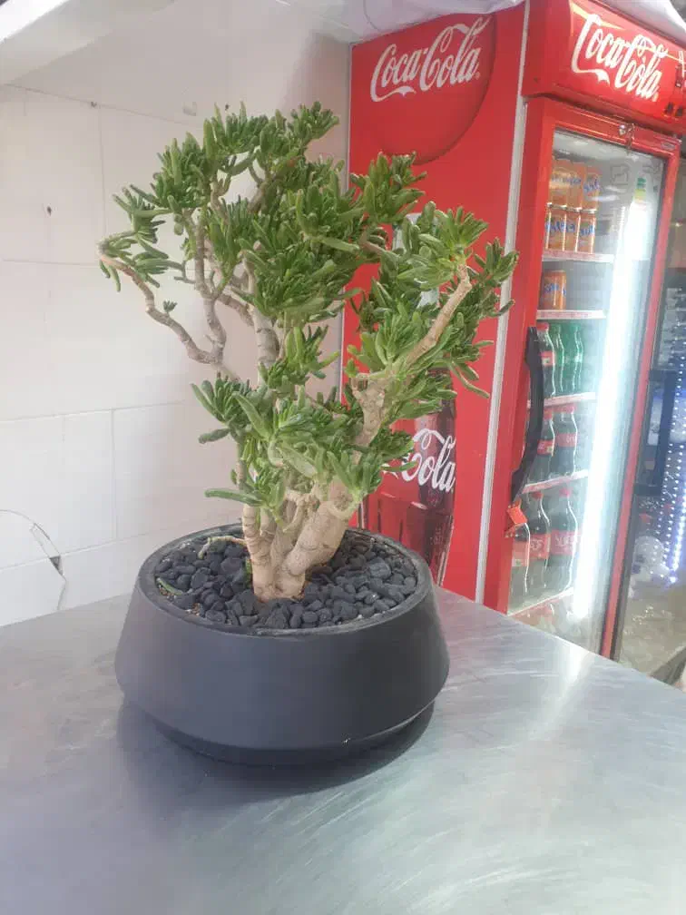 گل بن سای|گل و گیاه طبیعی|تهران, تهرانپارس شرقی|دیوار