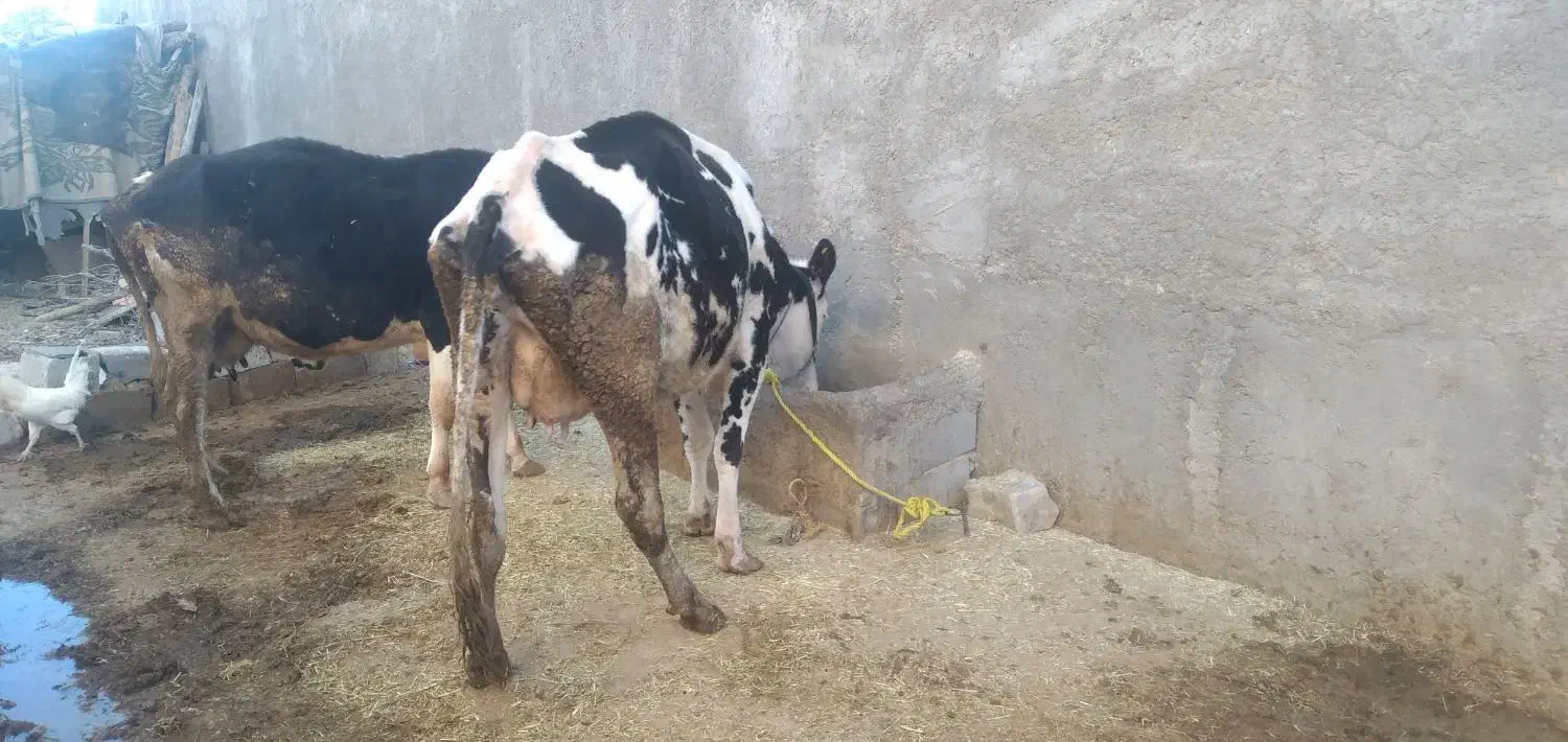 فروش دو راس گاو با گوساله|حیوانات مزرعه|زیلائی, |دیوار