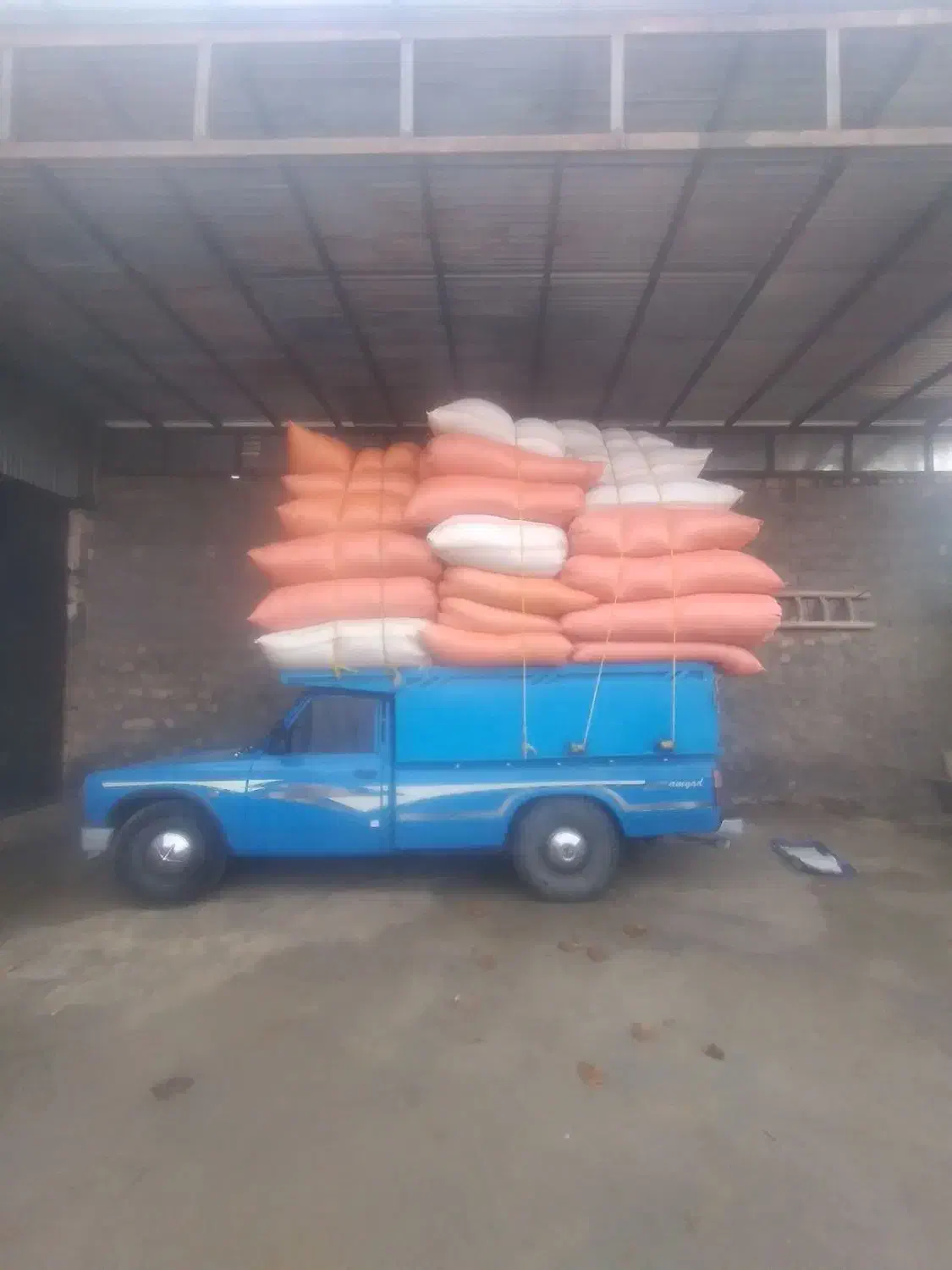 دوخاور کاه گندم تو کیسه|حیوانات مزرعه|کوهدشت, |دیوار