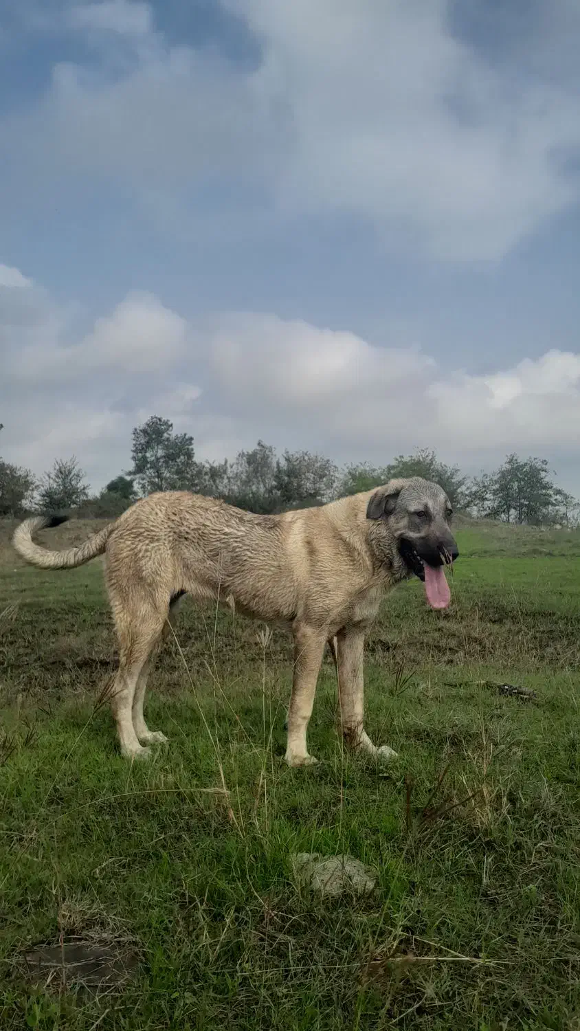 واگذاری ماده پژدر کردی عراقی اصیل|سگ|رودسر, |دیوار