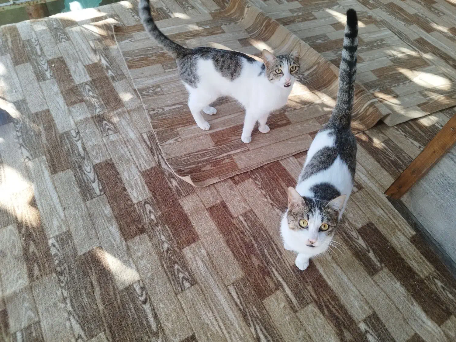 گربه رایگان|گربه|رودسر, |دیوار