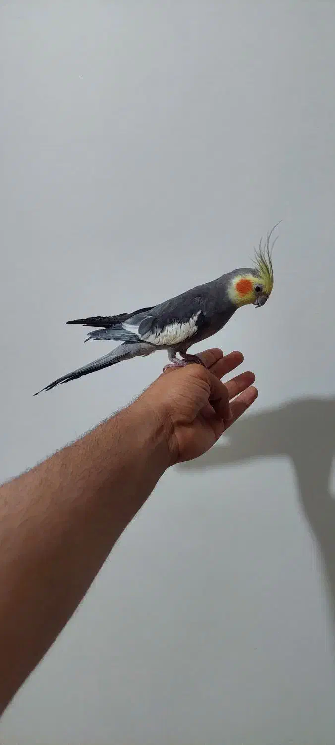 عروس هلندی سینامون|پرنده|اهواز, زیتون کارمندی|دیوار