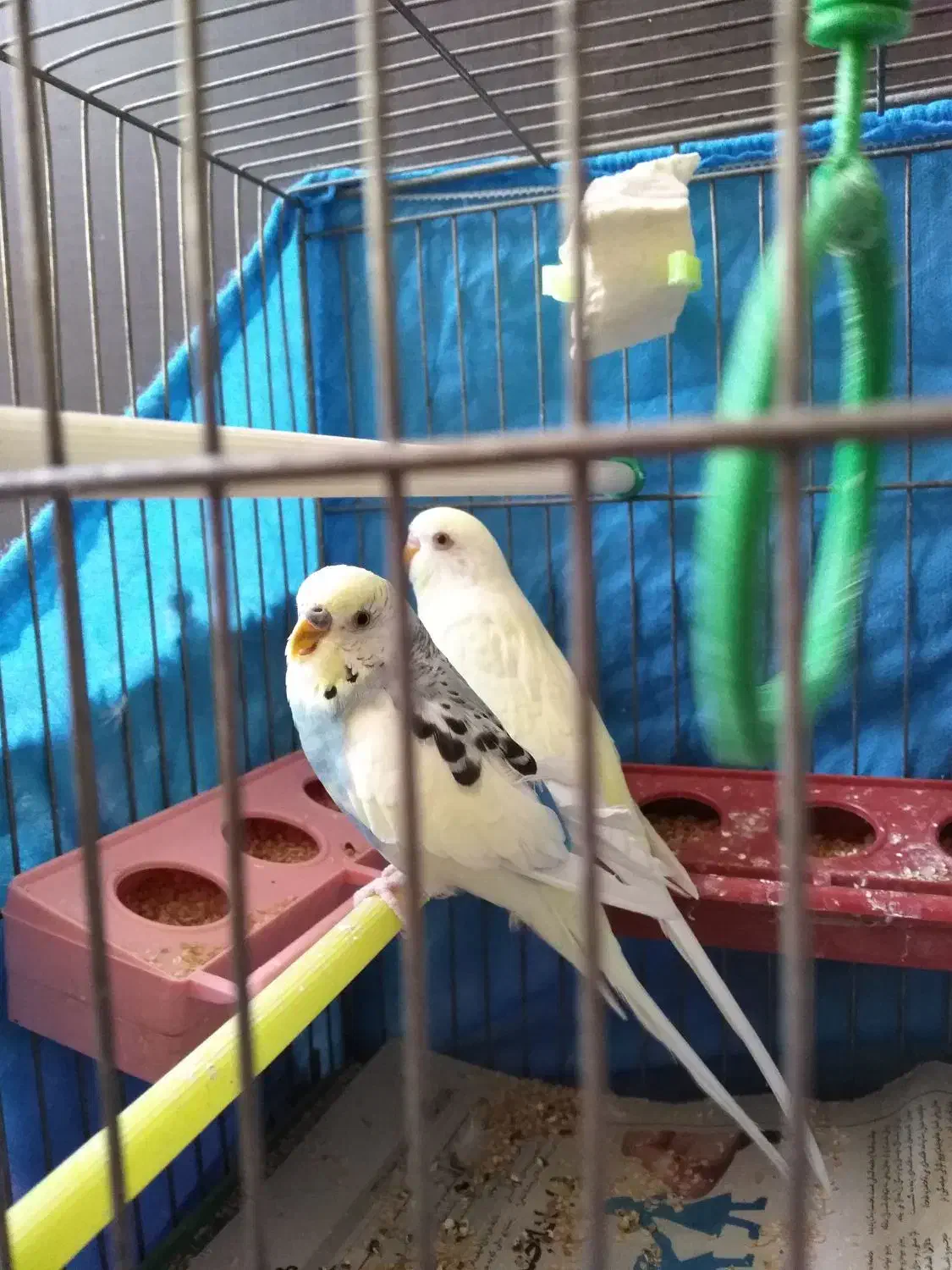 مرغ عشق|پرنده|قزوین, |دیوار