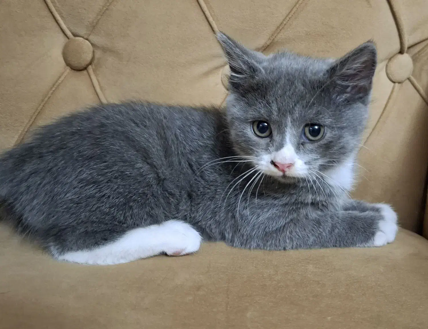 بچه گربه|گربه|تبریز, |دیوار