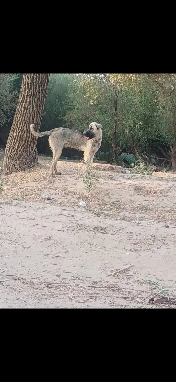 گمشده در کشاورز|حیوانات|کشاورز, |دیوار