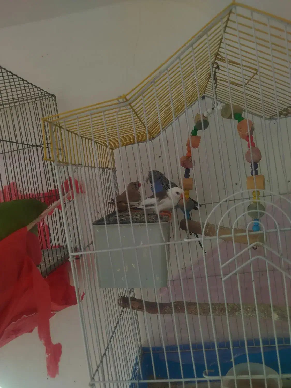 مرغ عشق و فنج|پرنده|قزوین, |دیوار