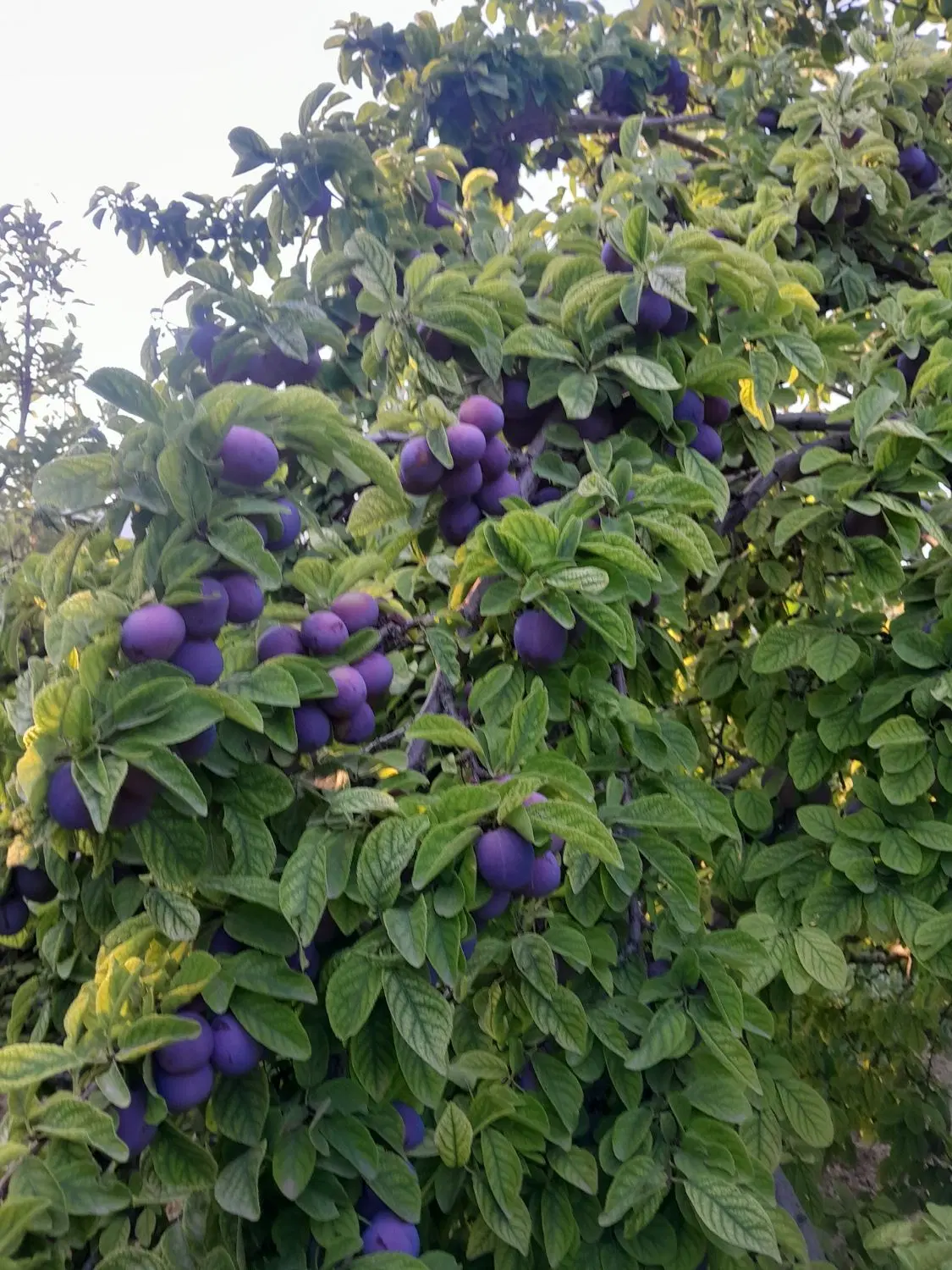 درختی|خوردنی و آشامیدنی|دامغان, |دیوار
