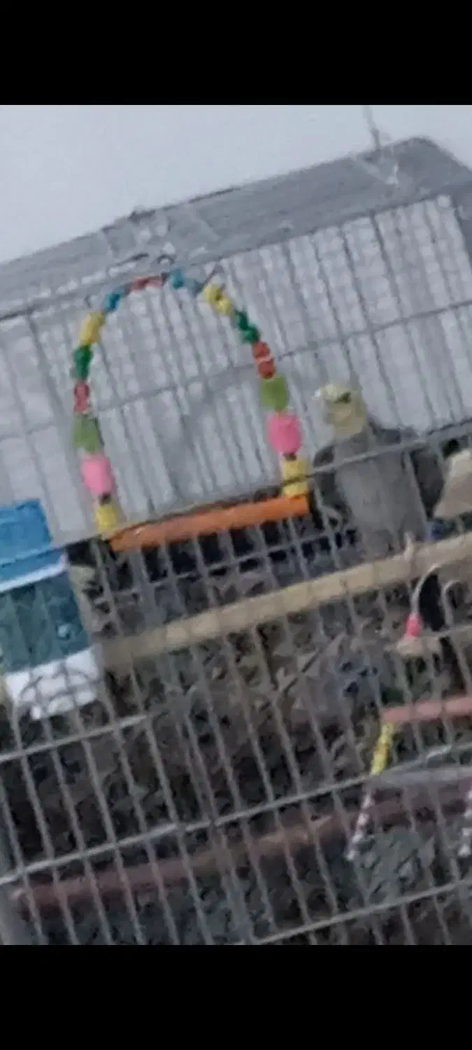 عروس هلندی گمشده|حیوانات|بیجار, |دیوار