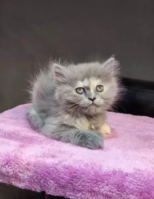 گربه بریتیش اسکاتیش|گربه|کرج, جهانشهر|دیوار