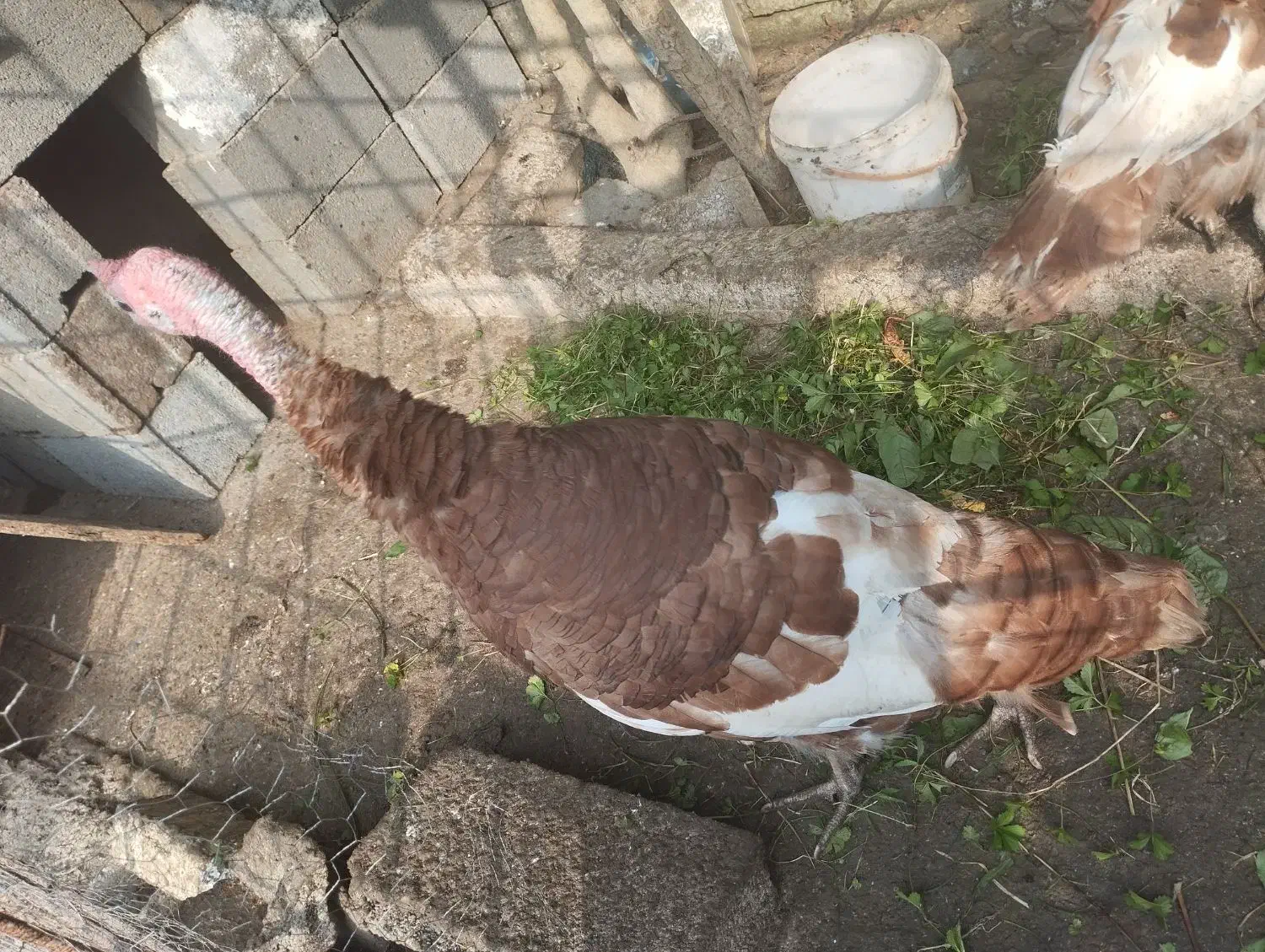 فروش چهار عدد بوقلمون بوربون|حیوانات مزرعه|رامسر, |دیوار