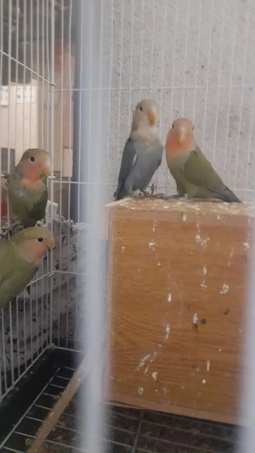 ۴عدد طوطی برزیلی شیطون خوشگل|پرنده|تهران, جمال‌زاده|دیوار