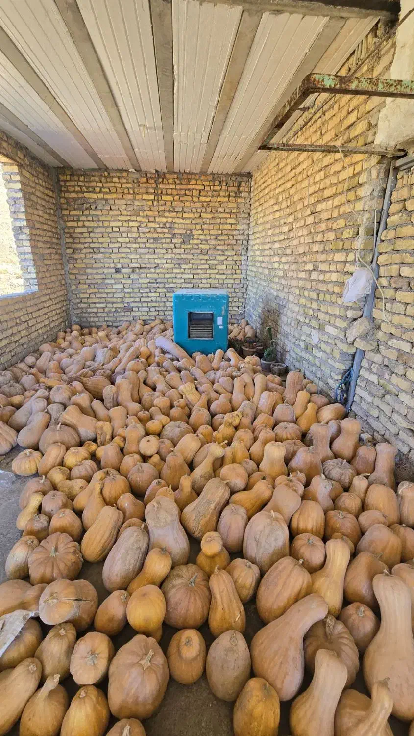 کدو حلوایی|عمدهفروشی|گنبد کاووس, |دیوار