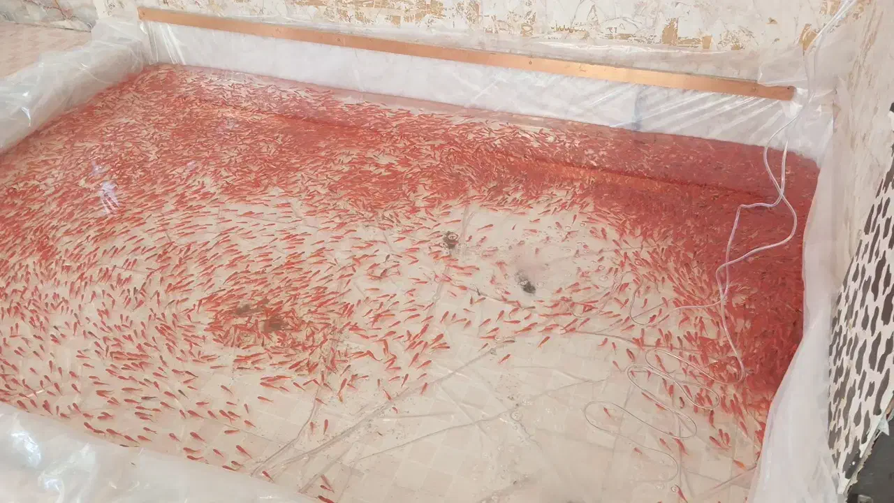 ماهی قرمز|ماهی|همدان, |دیوار