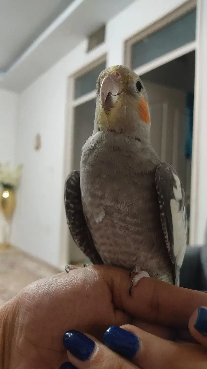 عروس هلندی نر|پرنده|تهران, سعیدآباد|دیوار