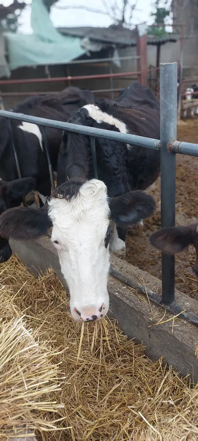 گاو مونت|حیوانات مزرعه|گرگان, |دیوار