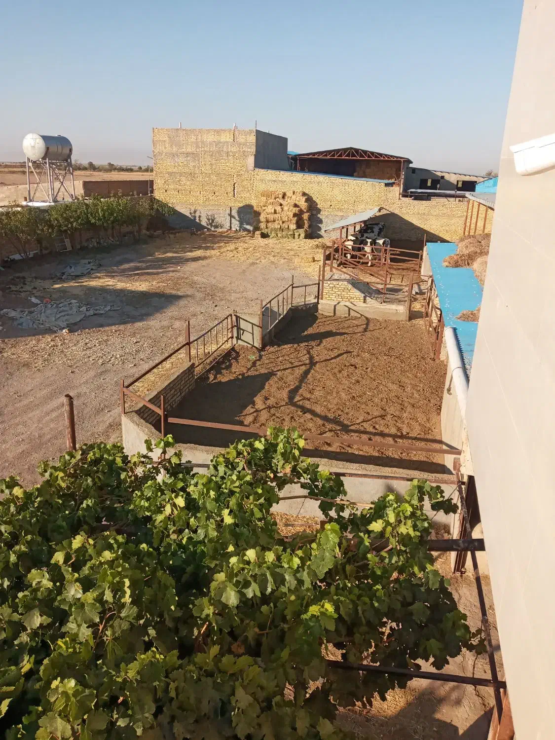 فروش یک واحد گاوداری|فروش دفتر صنعتی، کشاورزی، تجاری|دشتابی, |دیوار