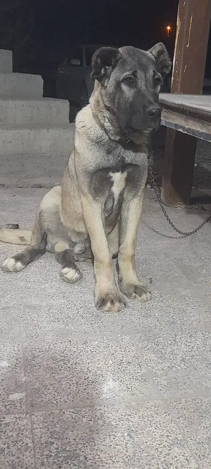 سگ گمشده|حیوانات|زنجان, |دیوار