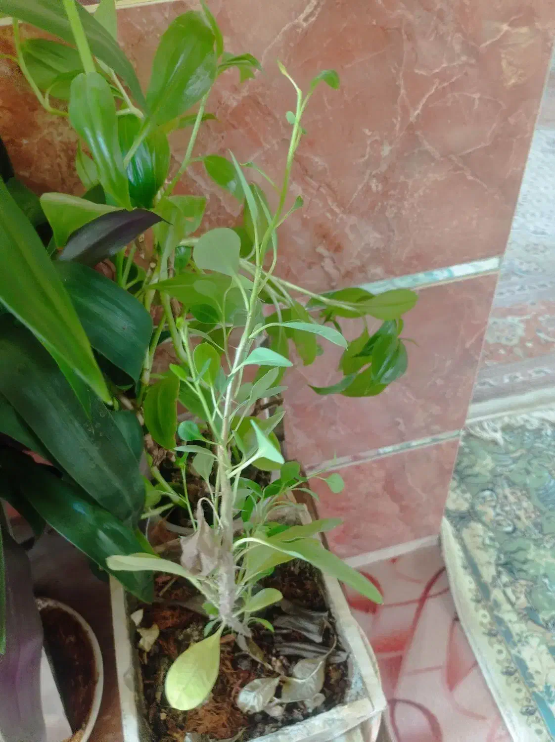 باسلام حدود پنجاه عدد گل تزیینی یا آپارتمانی|گل و گیاه طبیعی|بیضا, |دیوار