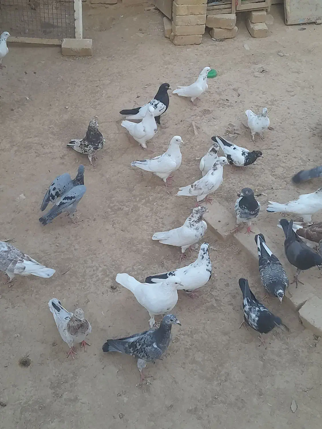 فروشی|پرنده|صائین قلعه, |دیوار