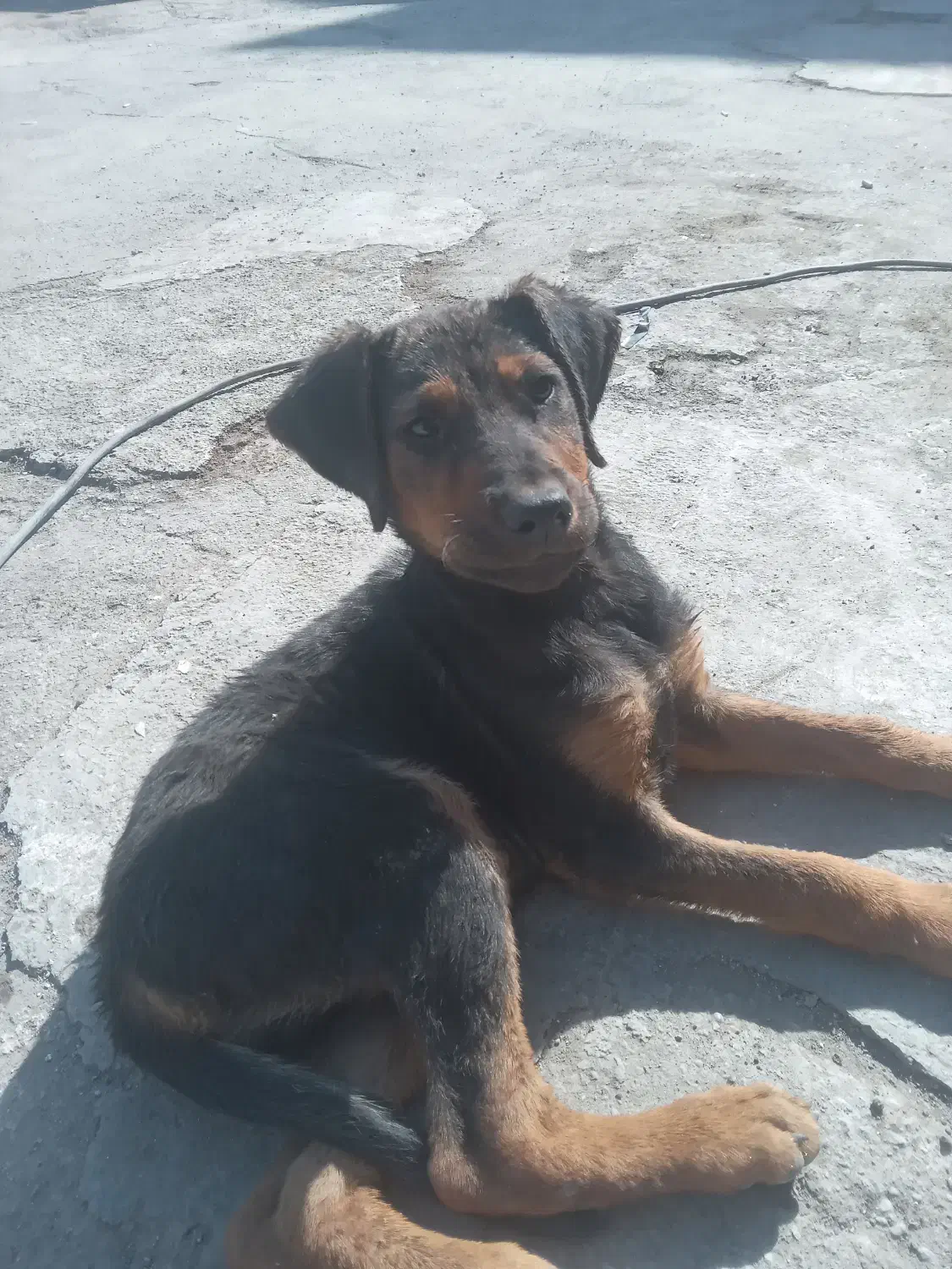 سگ دوبر من بومی|سگ|تهران, فلسطین (میدان انقلاب)|دیوار