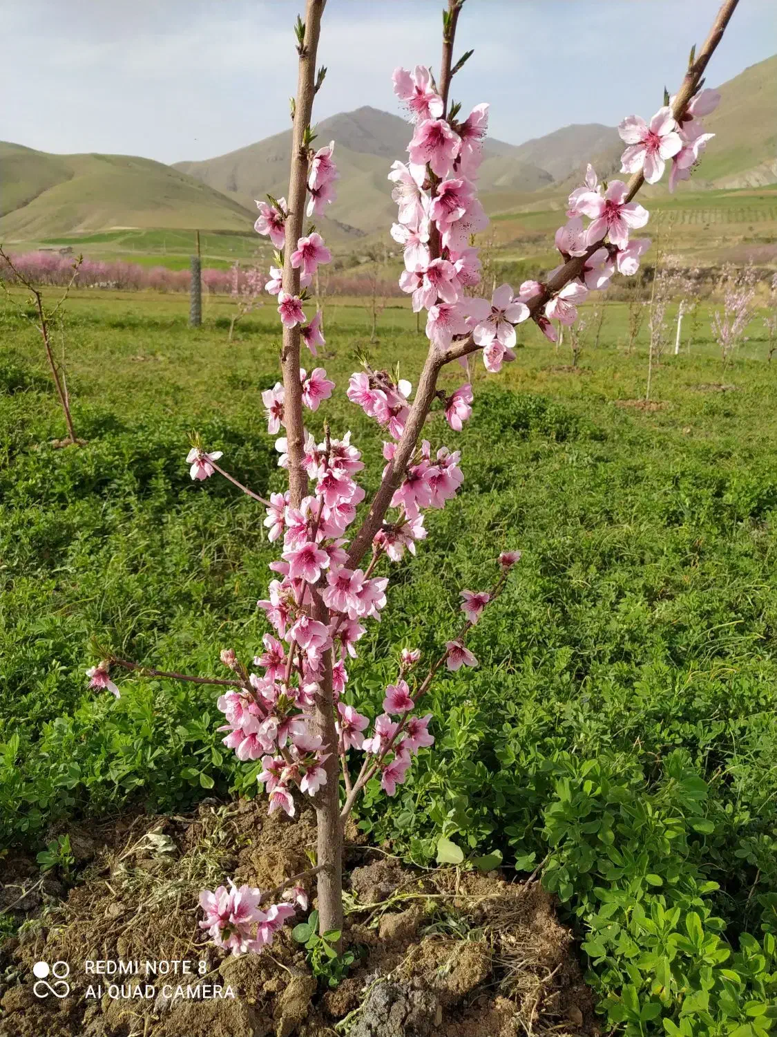 خدمات تخصصی باغبانی|خدمات باغبانی و درختکاری|کرمانشاه, |دیوار