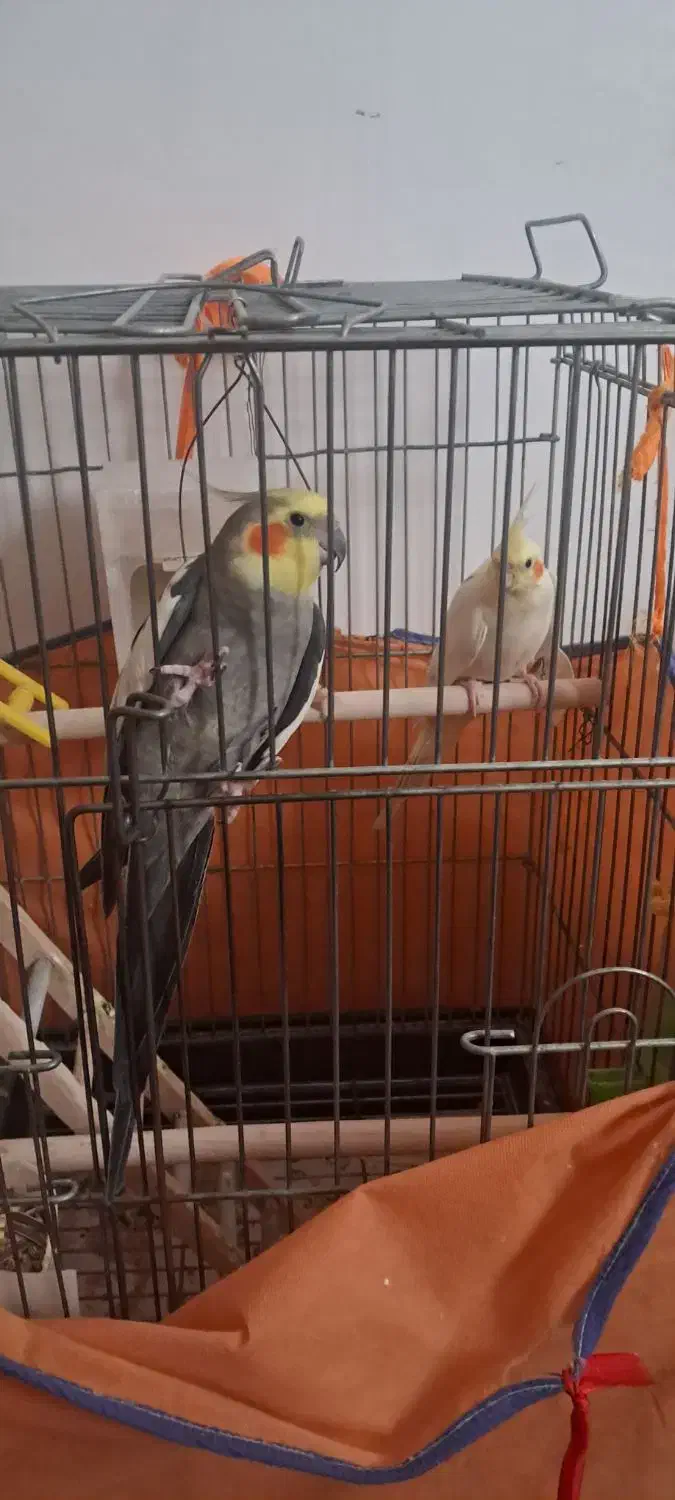 عروس هلندی|پرنده|شیراز, حجت آباد|دیوار