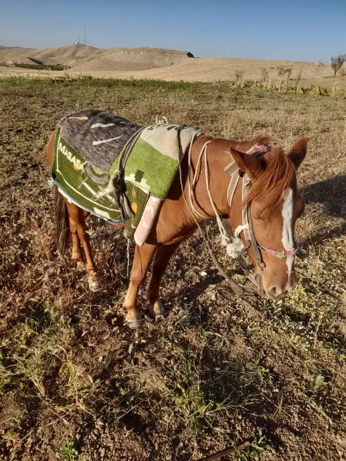 جعفری|حیوانات مزرعه|ماهنشان, |دیوار