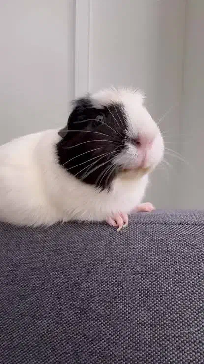 خوکچه هندی|موش و خرگوش|شیراز, قدوسی شرقی|دیوار