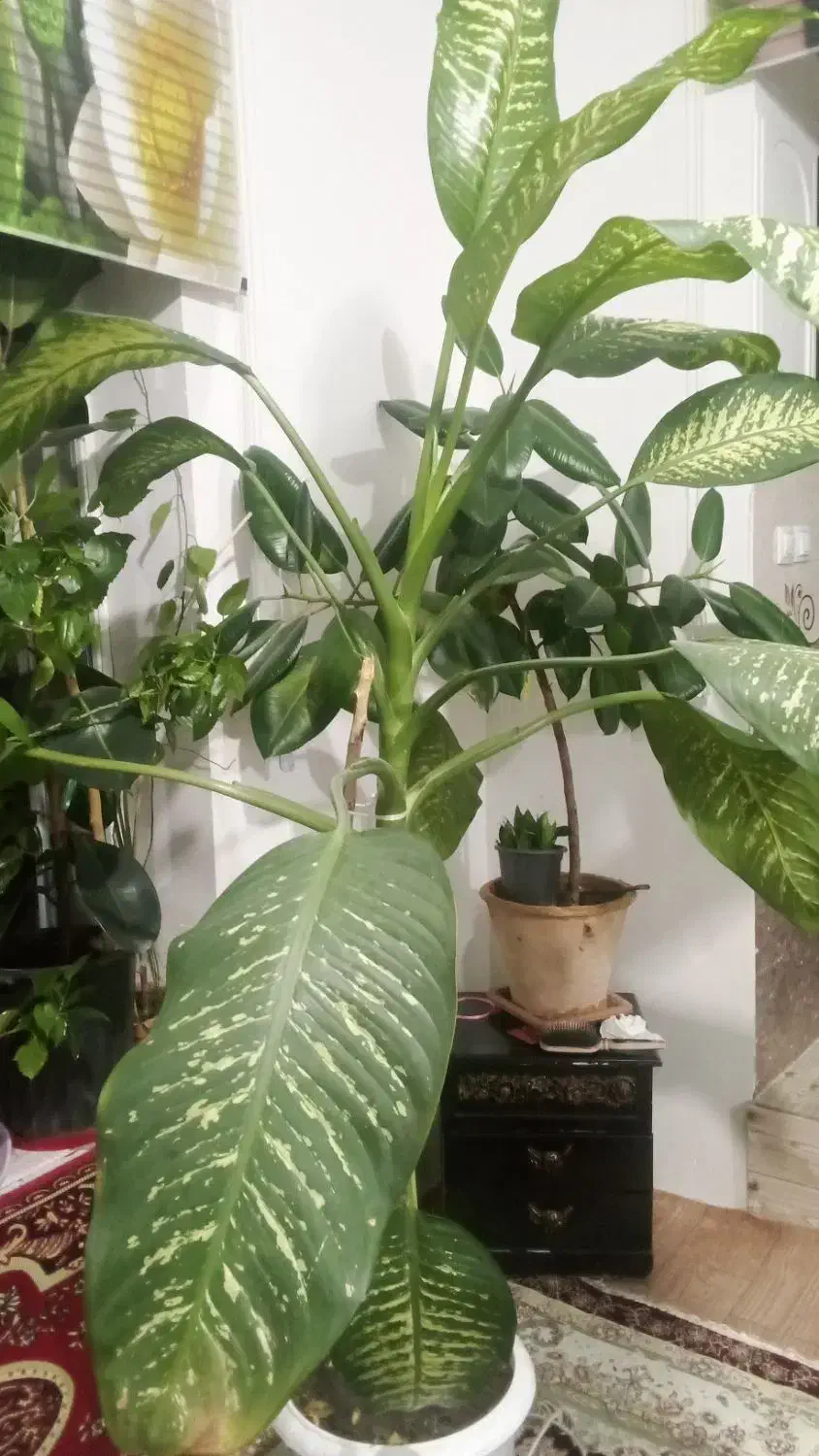 گل طبیعی|گل و گیاه طبیعی|شوط, |دیوار