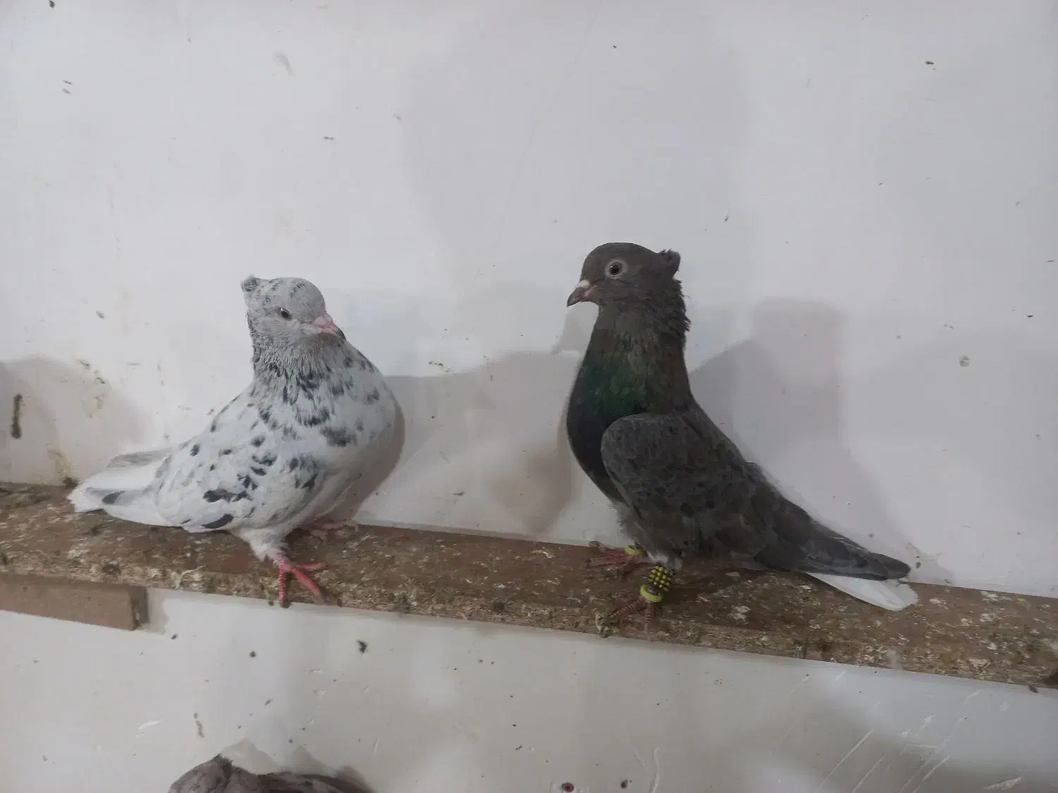 کبوتر دم سفید|پرنده|سبزوار, هویزه|دیوار