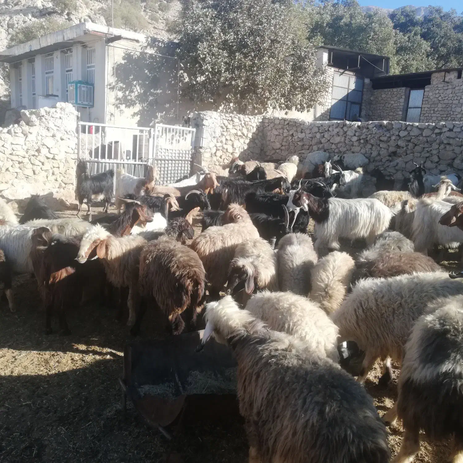 سلام فروش 30 راس بزابستن داشتی|حیوانات مزرعه|گراش, |دیوار