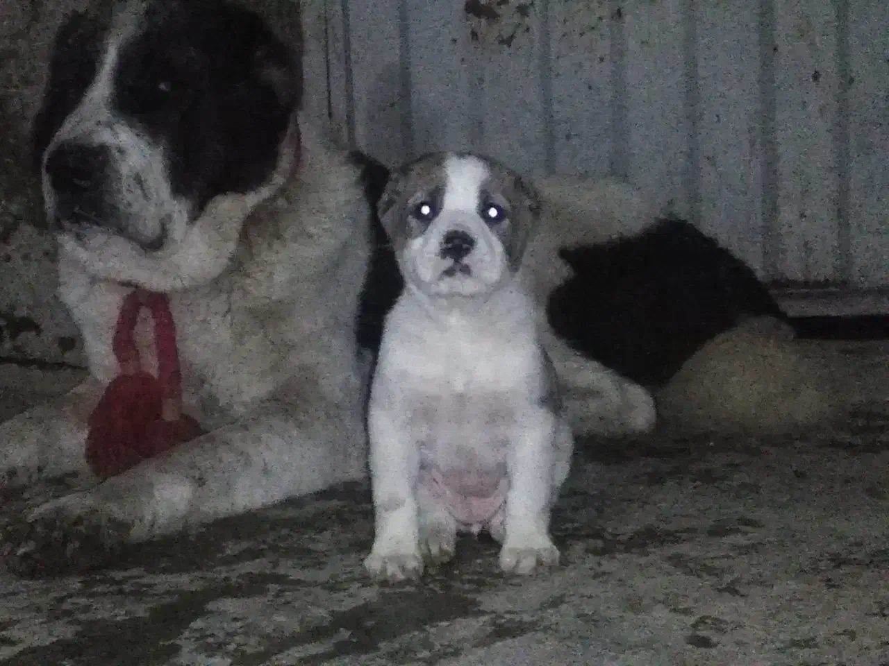 آلابای بااصالت نگهبان.. گله ای و..فی فقط سه|سگ|مشهد, ترمینال|دیوار