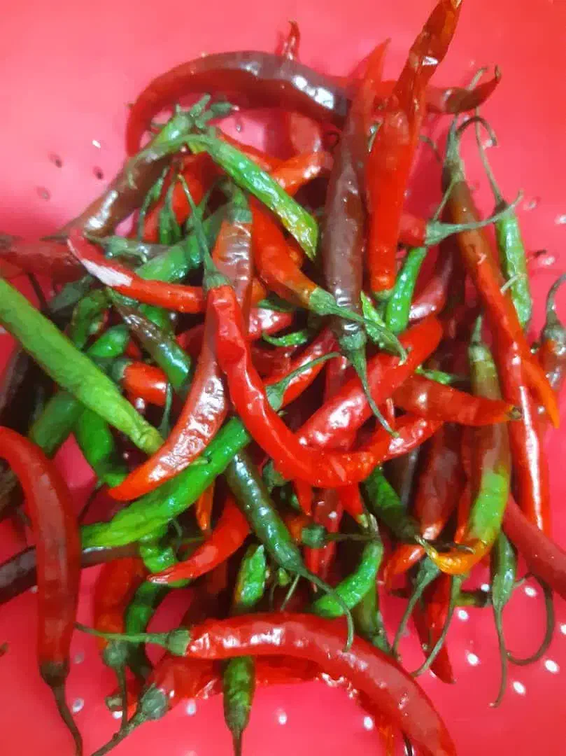 خیارشور بومی شیراز|خوردنی و آشامیدنی|شاهین‌شهر, کوی مهدیه|دیوار