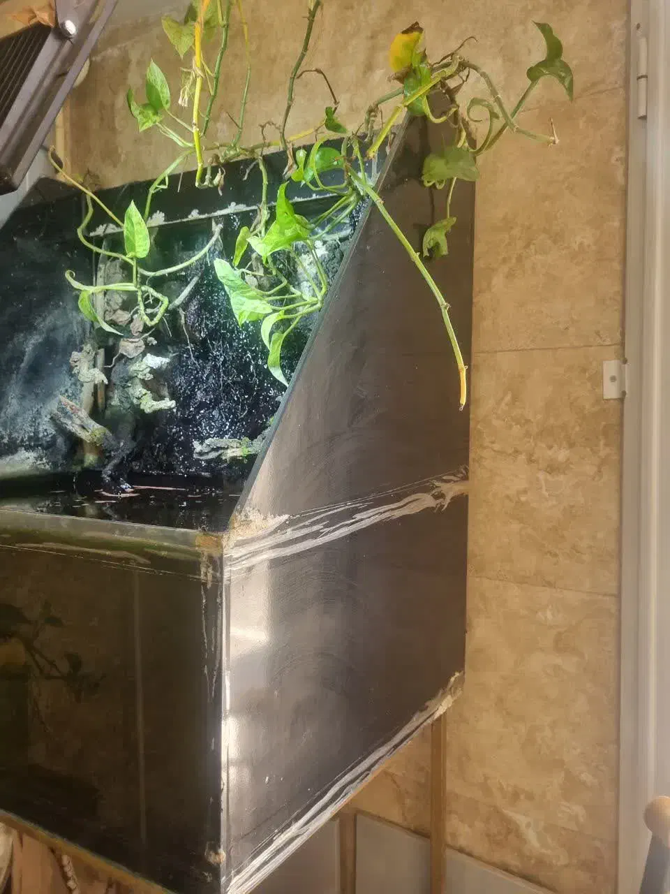 اکواریوم ) پالاداریوم|ماهی|ری, فیروزآبادی|دیوار