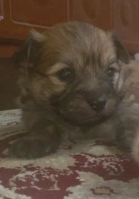 سگ شیتزو ترییر|سگ|شیراز, بازار|دیوار