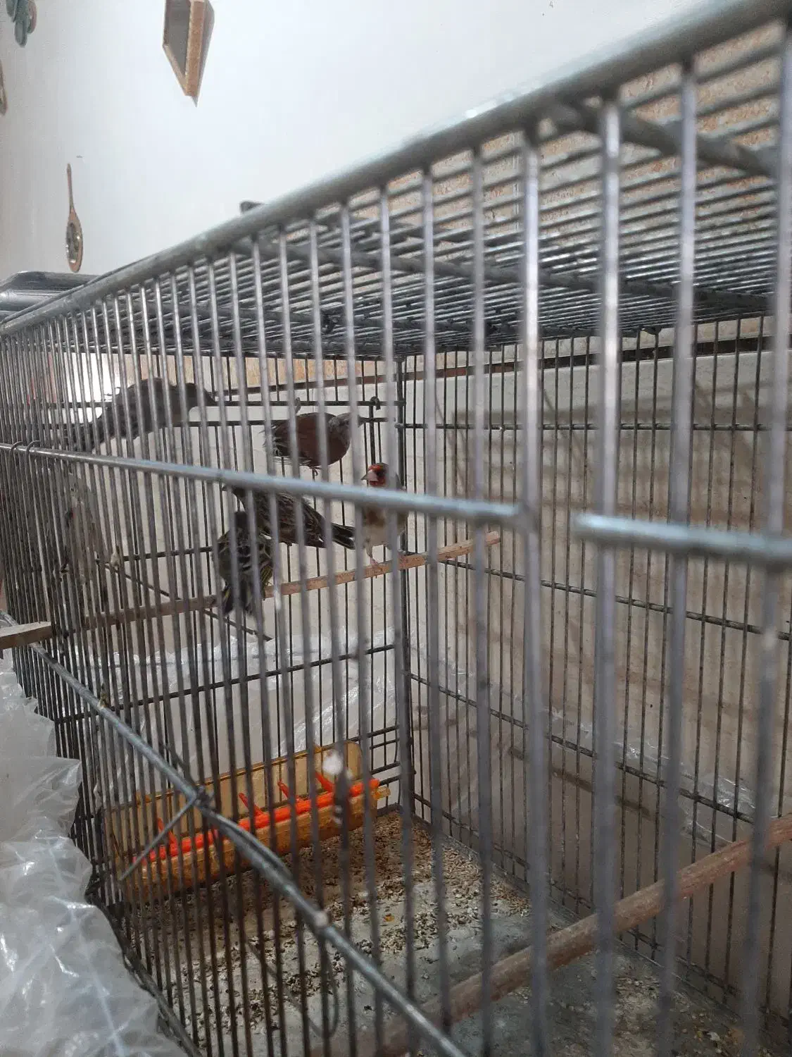 فنج کینگ سهره گلبسر سینه سرخ کبوتر گلدین برزیلی|پرنده|سمنان, |دیوار