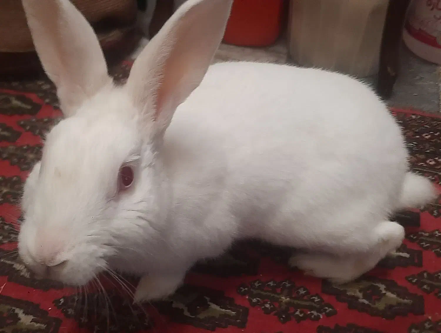 خرگوش نر برای فروش|موش و خرگوش|گرگان, |دیوار