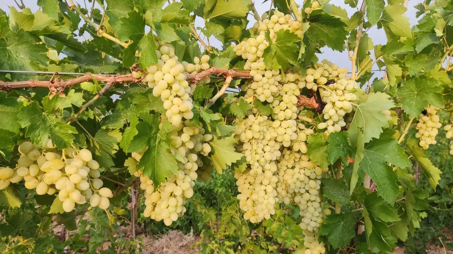 فروش دو هکتار با انگور|فروش دفتر صنعتی، کشاورزی، تجاری|طسوج, |دیوار