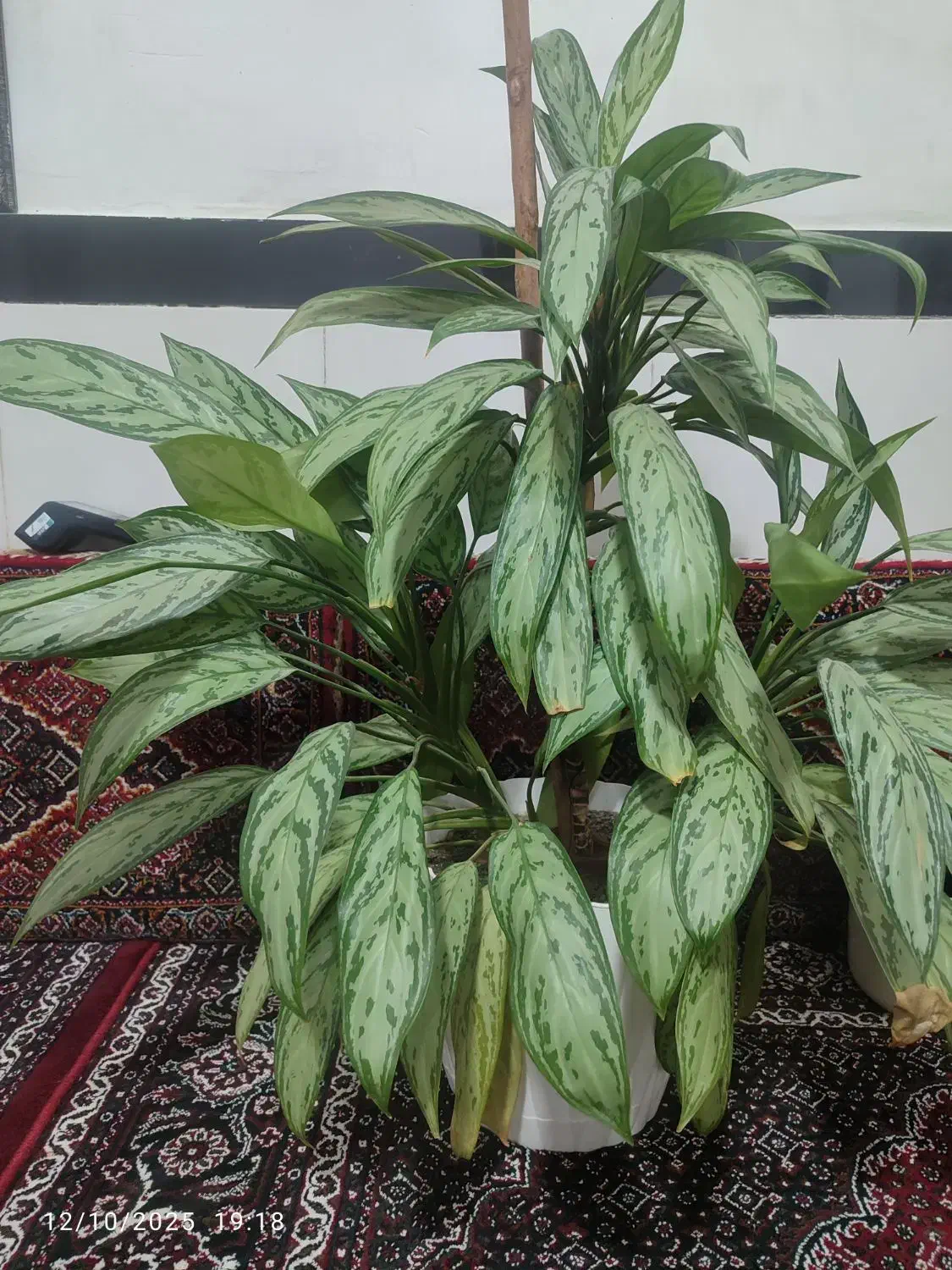 گل آگلونما|گل و گیاه طبیعی|دهگلان, |دیوار