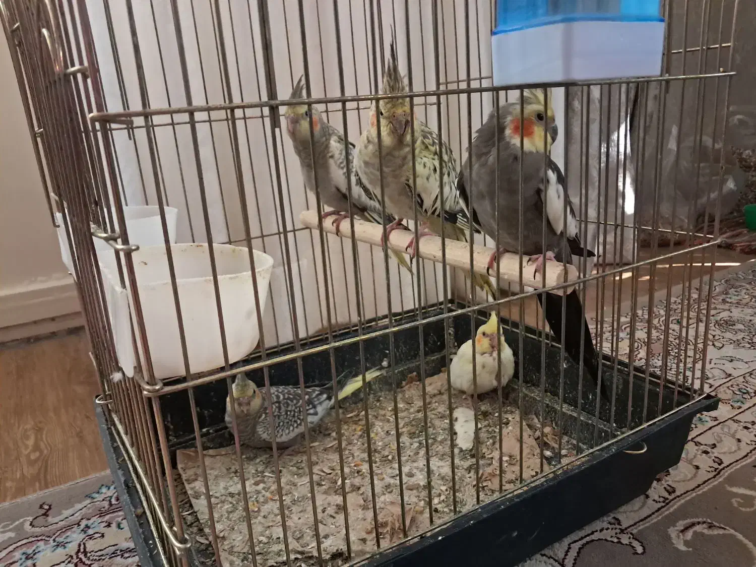 دوتا عروس هلندی مولد به همراه۳تاجوجه|پرنده|شهریار, ابراهیم‌آباد|دیوار