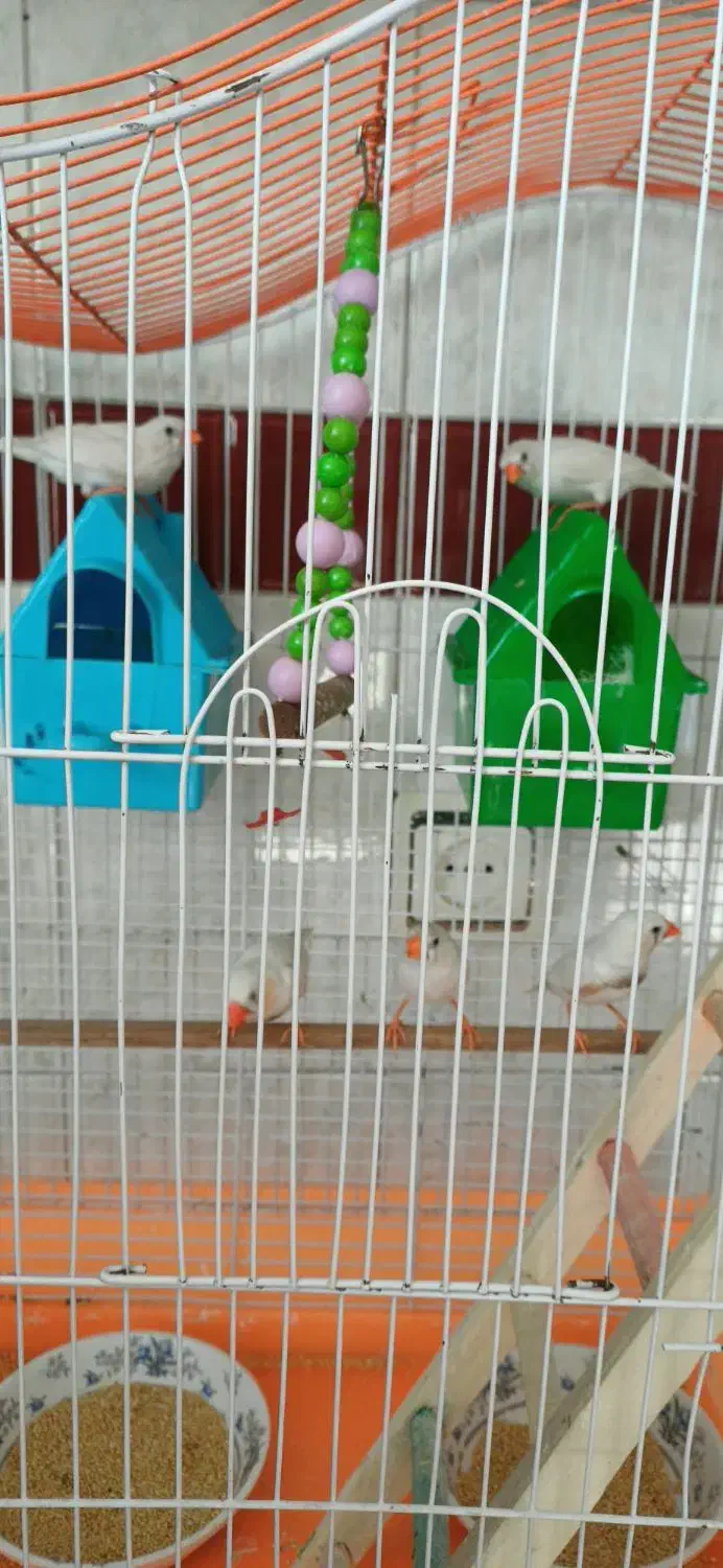 یک جفت فنچ مولد و ۳ جوجه|پرنده|اندیشه, اندیشه فاز ۱|دیوار