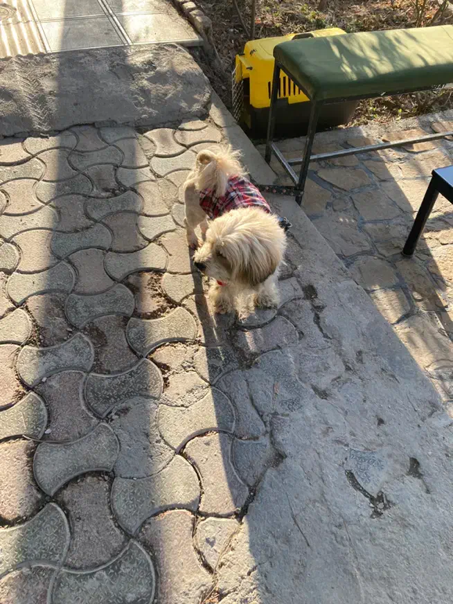 واگذاری سگ|سگ|بجنورد, |دیوار